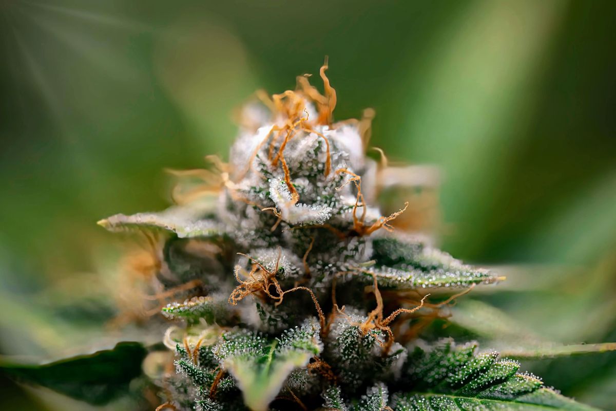 CBD for Focus vs. CBD for Calm